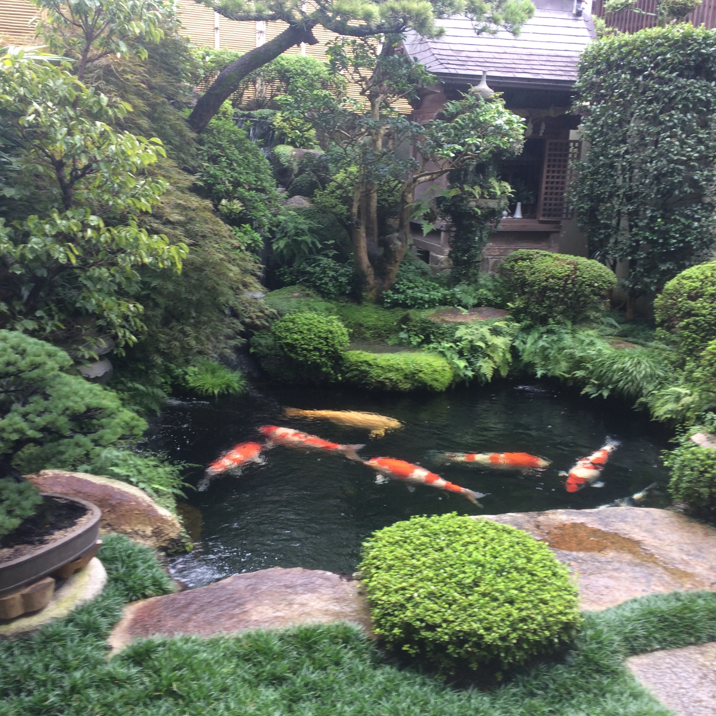 a pond with fish in it