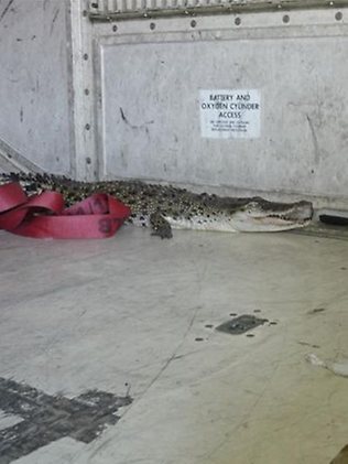 a crocodile lying on the floor