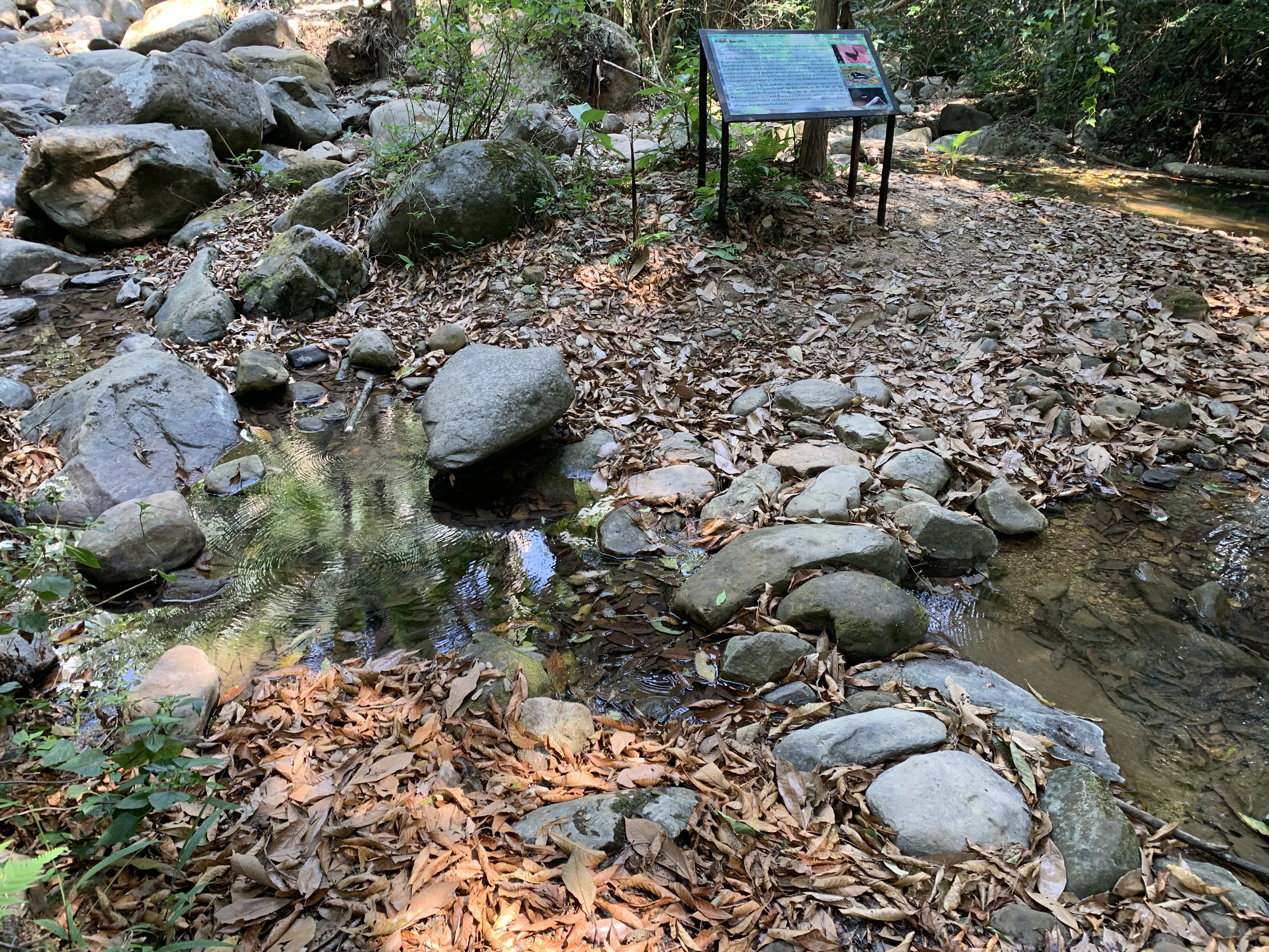 a stream of water with rocks and leaves around it