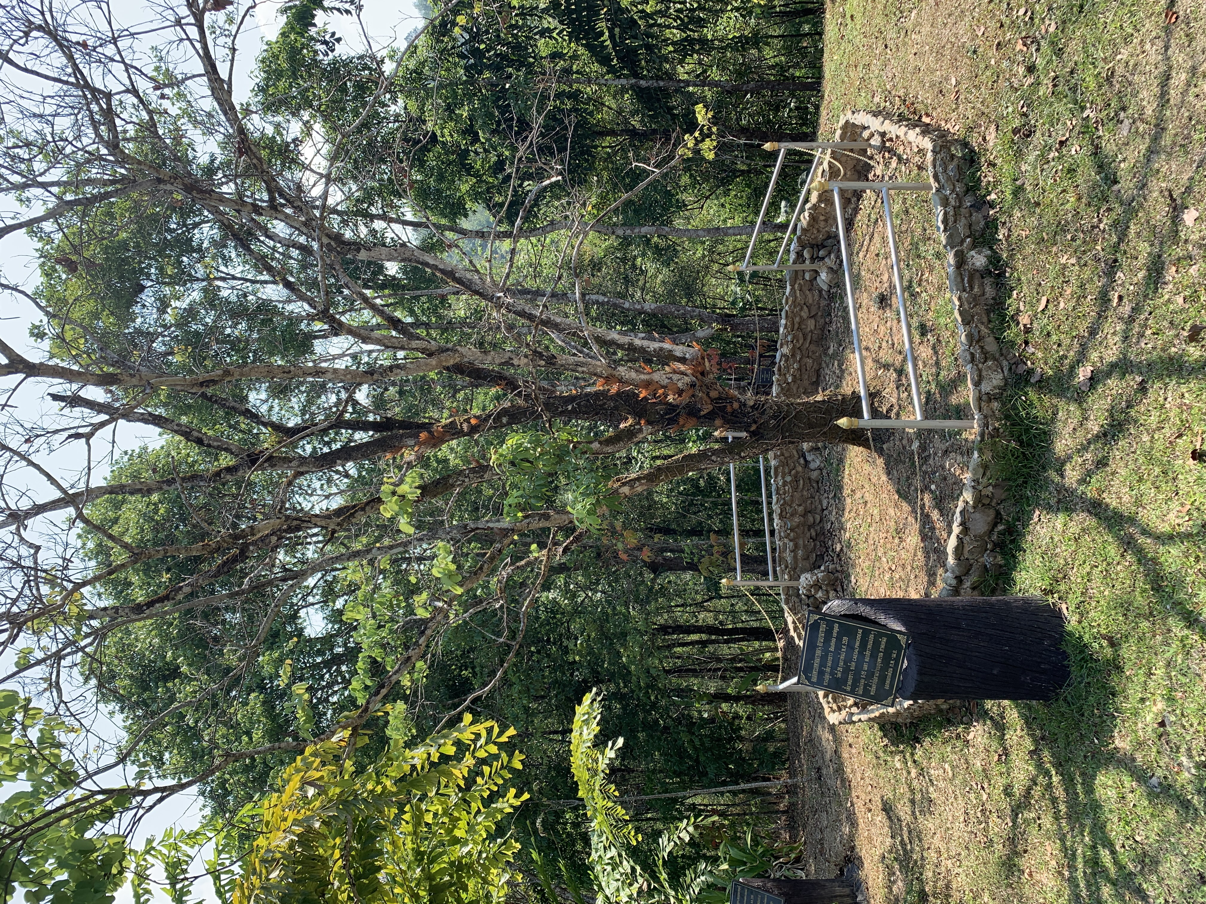 Tree planted by Her Royal Highness Princess Maha Chakri Sirindhorn 28 Feb 1996