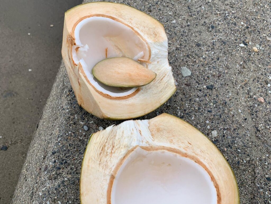 a coconut cut in half