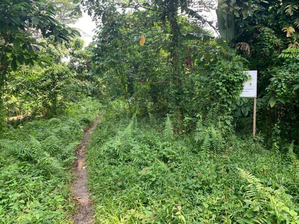 a path through a forest