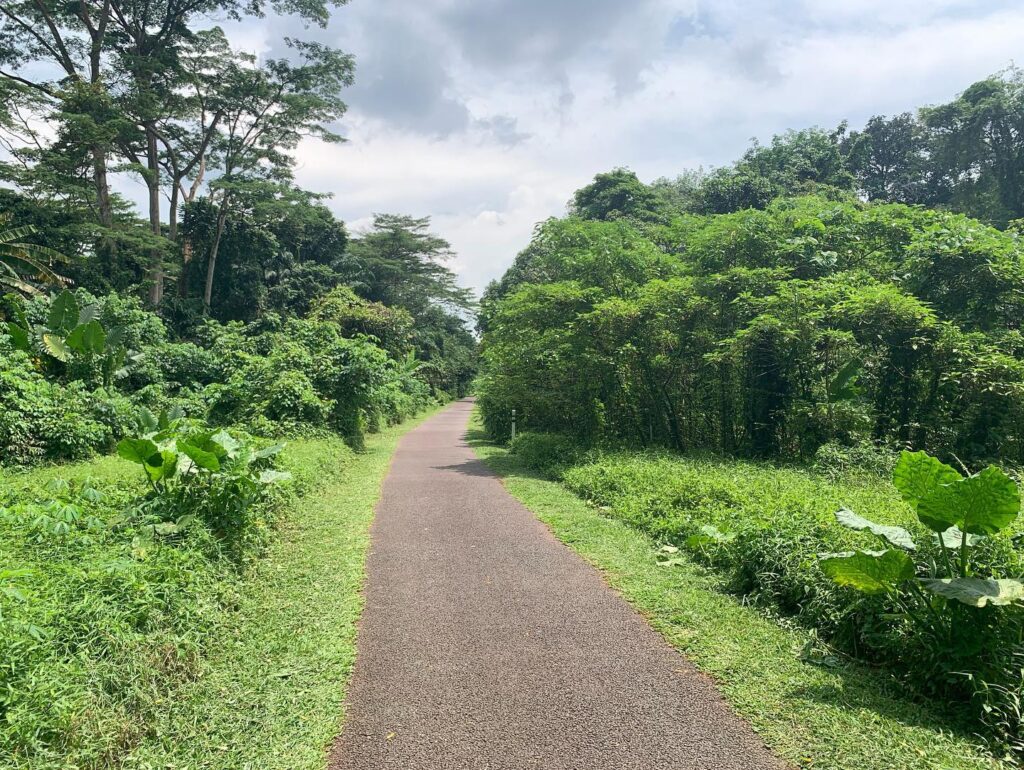 a path through a forest