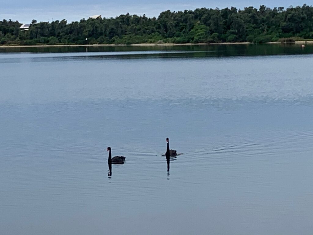 two birds swimming in a lake