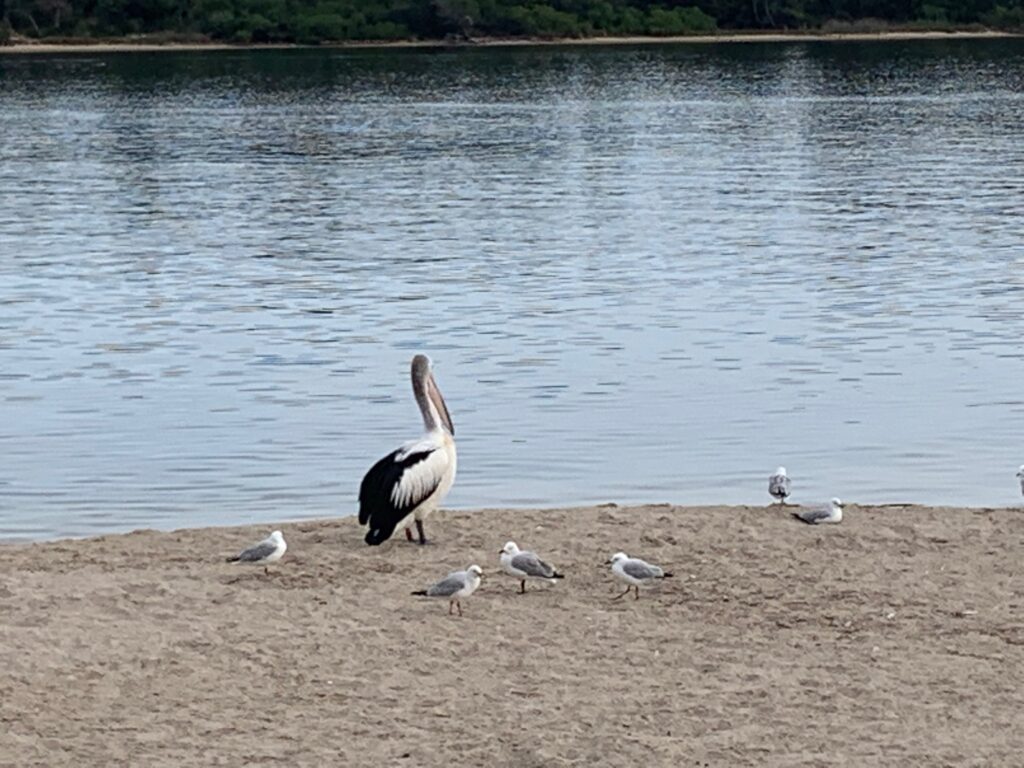 a group of birds on a beach