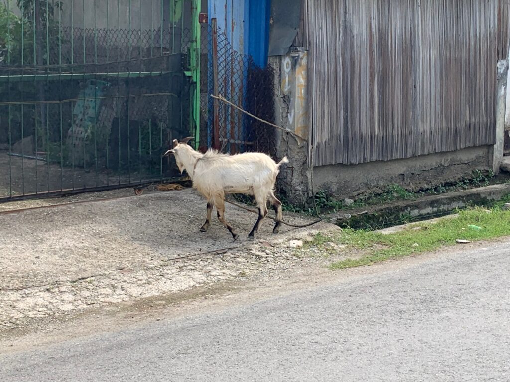 a goat walking on the street