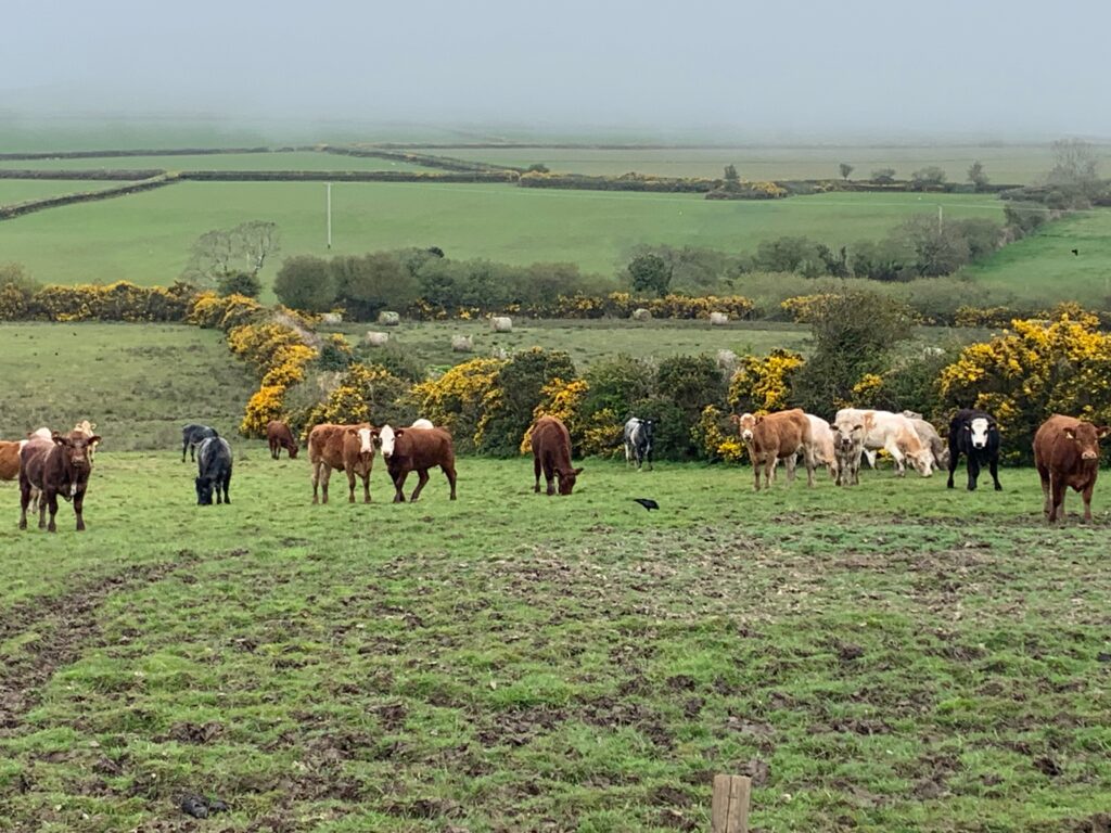 a group of cows grazing in a field