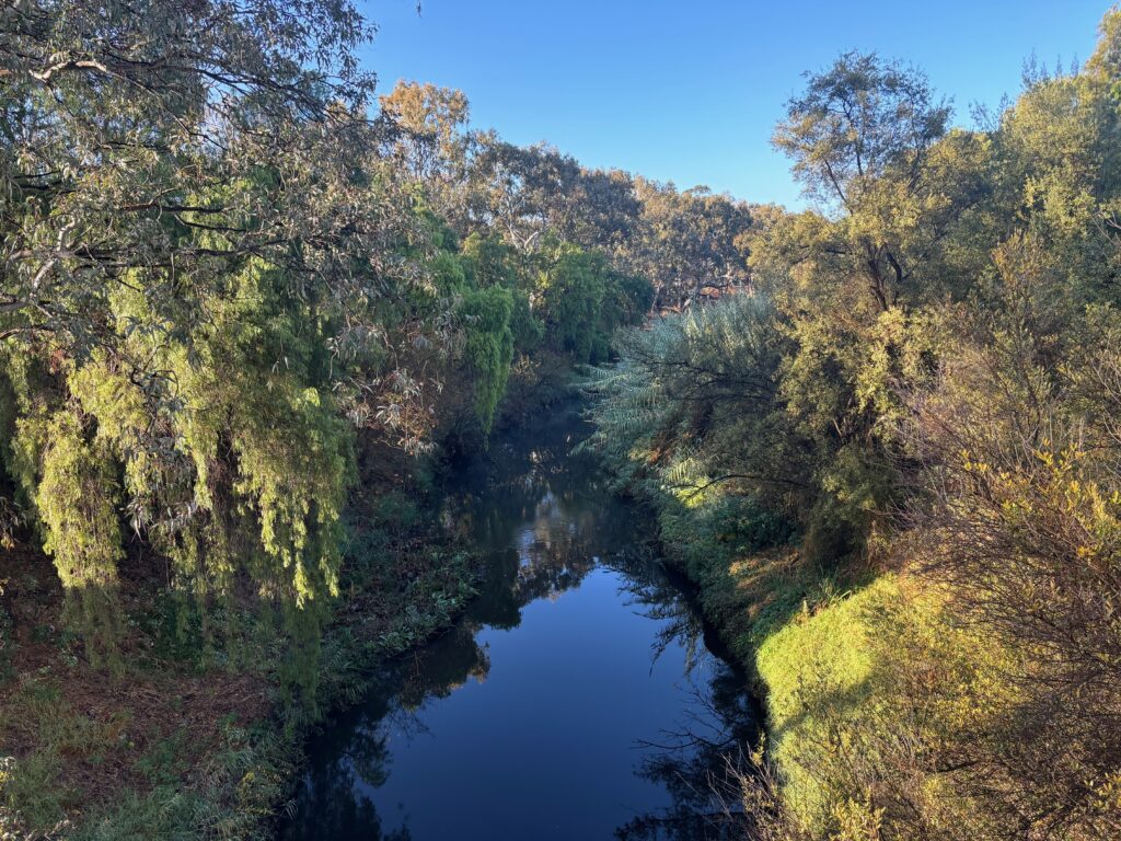 a river with trees around it