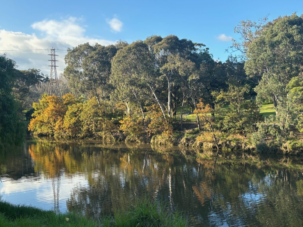 a body of water with trees and grass