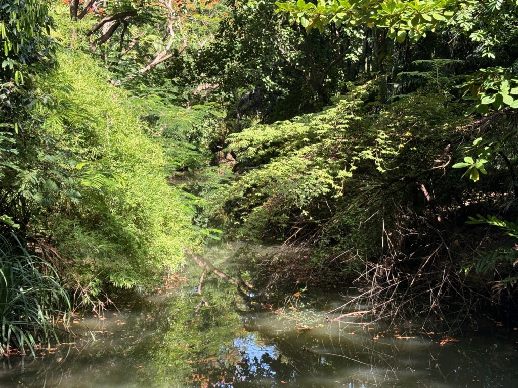 a stream with trees and bushes