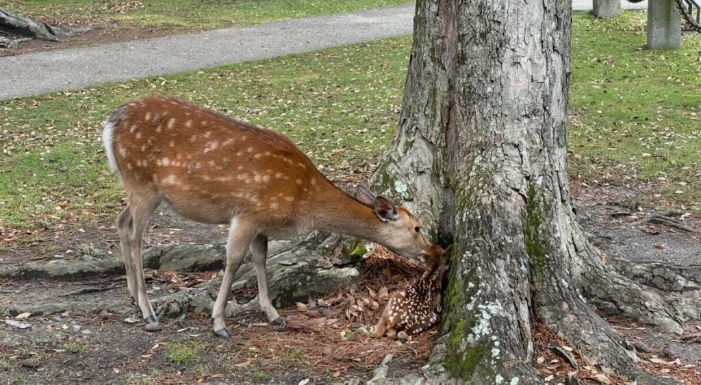 a deer and a baby deer by a tree