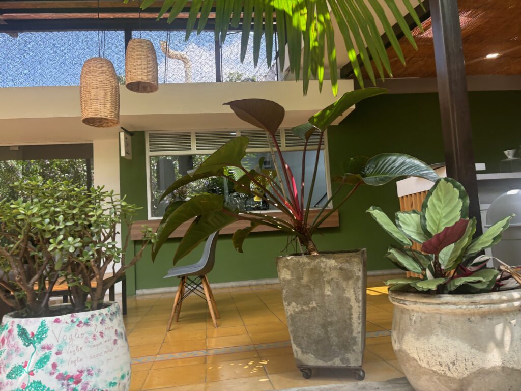 a potted plants in a room