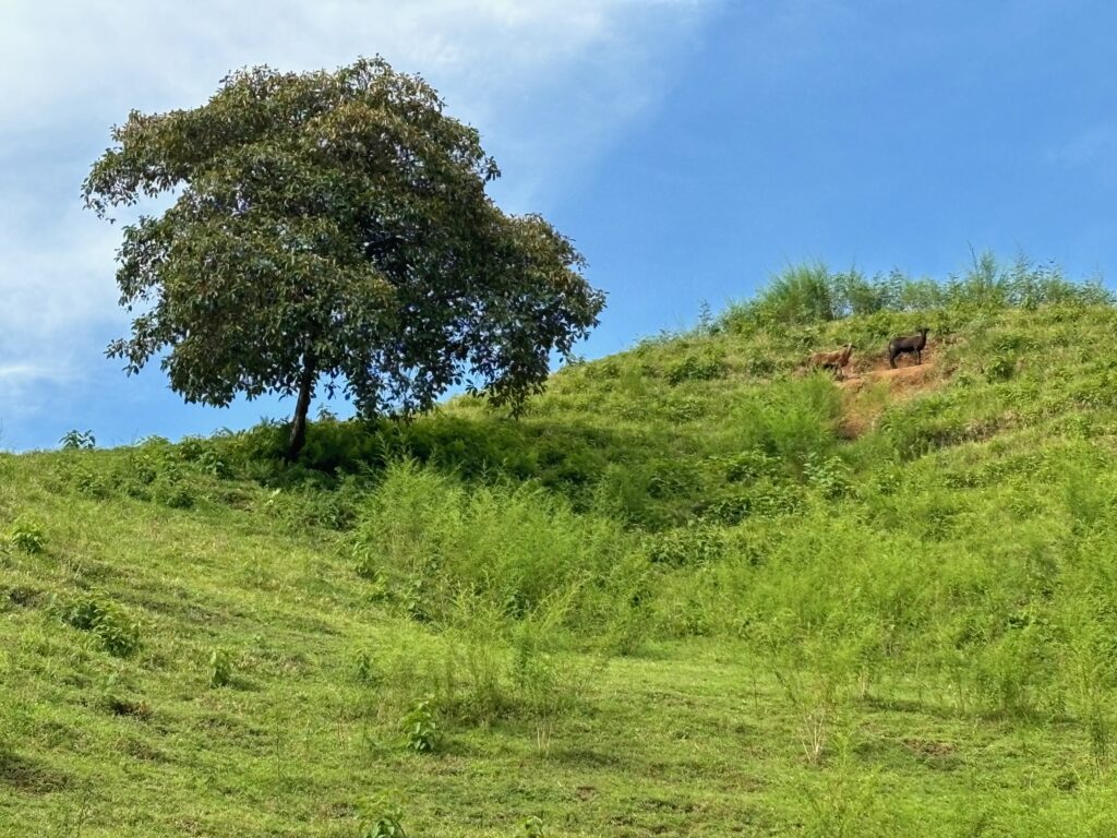 a tree on a hill