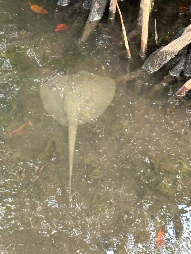 a stingray in the water