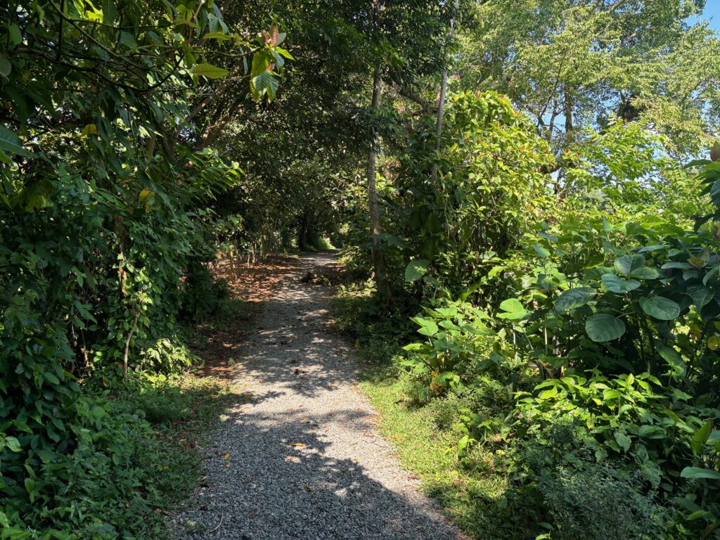 a gravel path through a forest