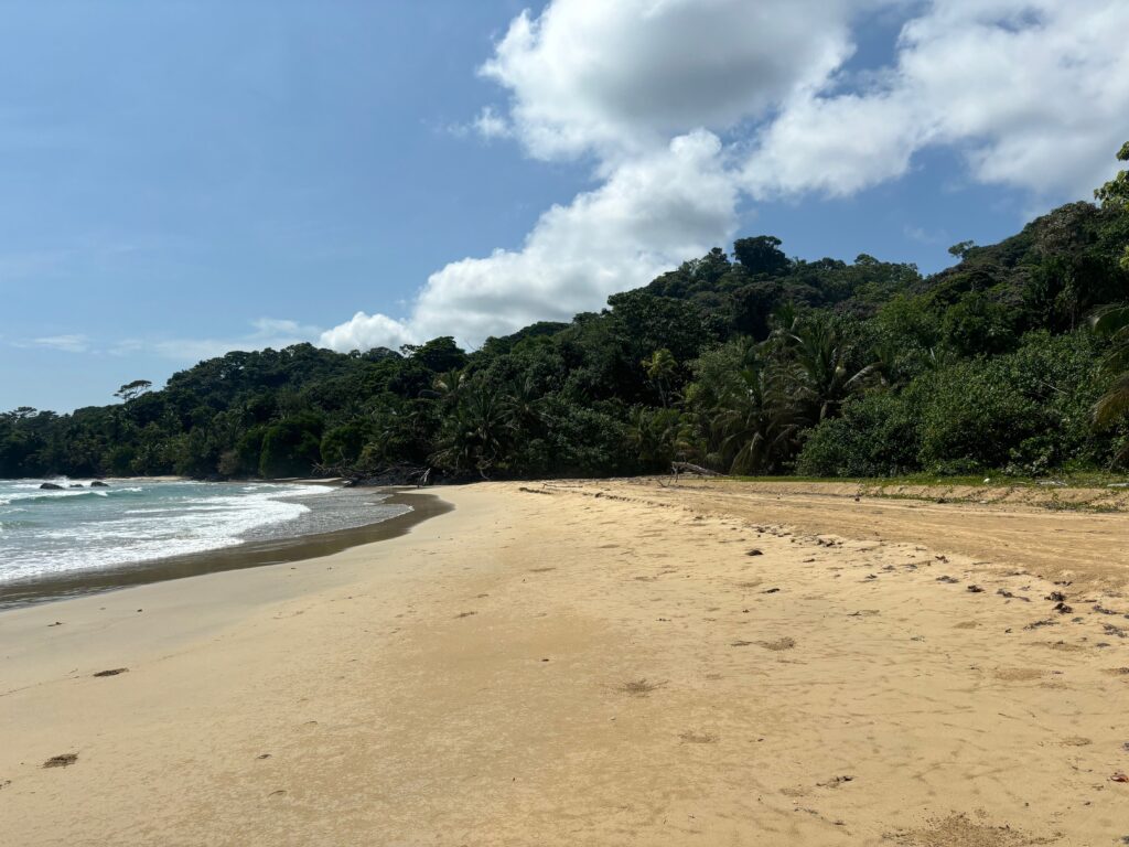 a sandy beach with trees and water