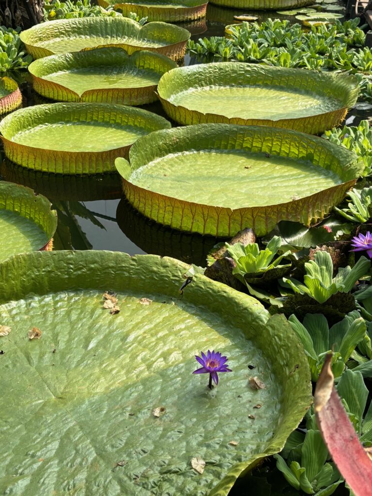 a group of lily pads in a pond