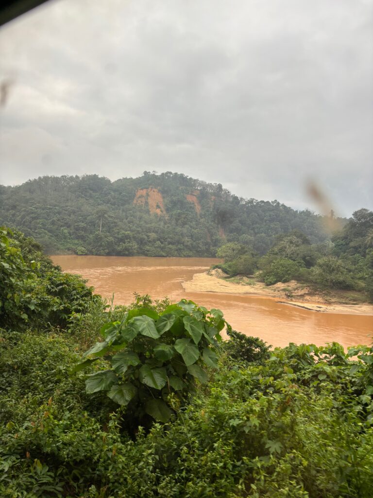 a river flowing through a forest