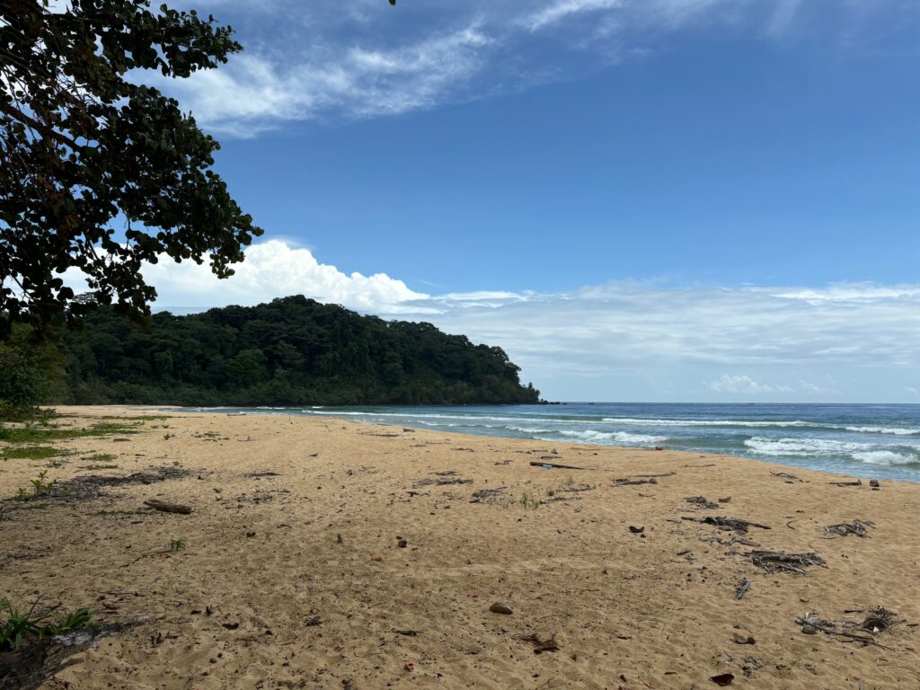 a beach with trees and water