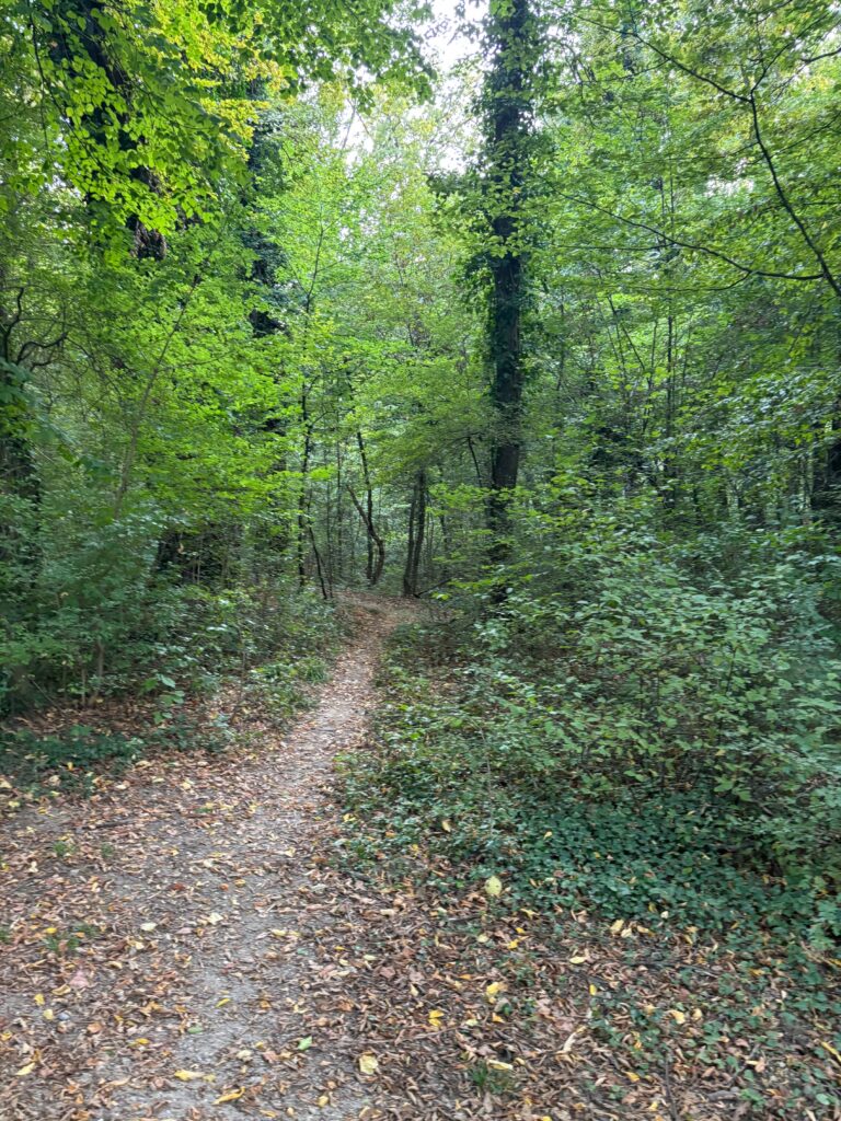 a path through a forest