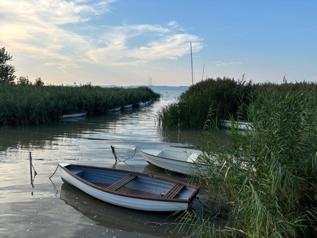 boats in a river with plants