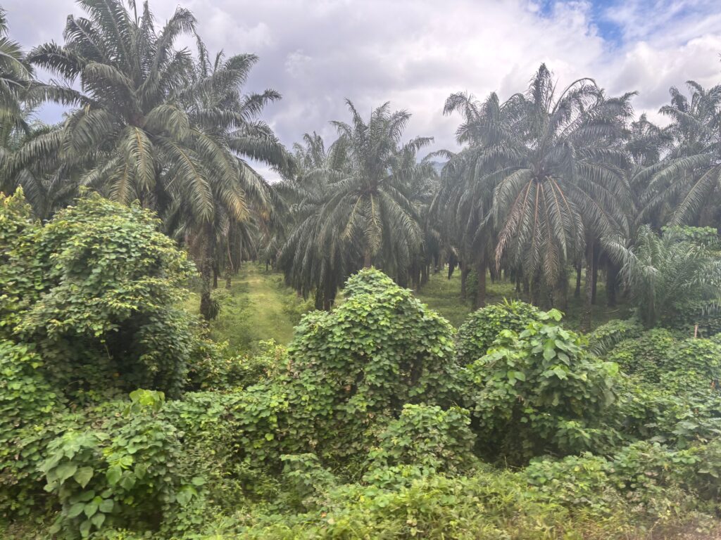 a palm trees and bushes