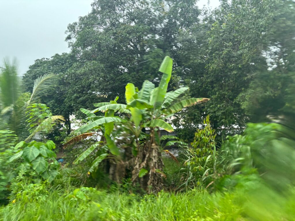 a group of trees in a forest