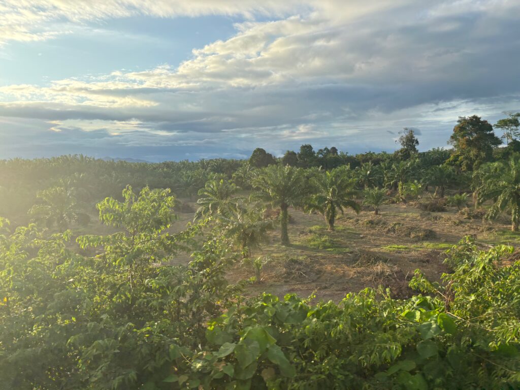 a field of trees and bushes