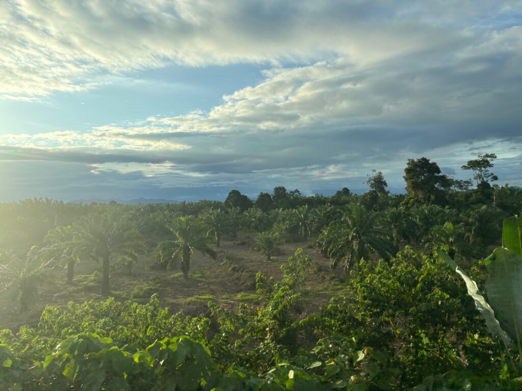 a field of trees and clouds