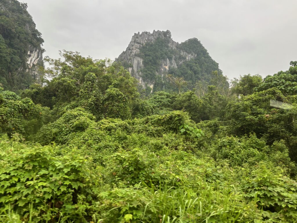 a green bushes and trees