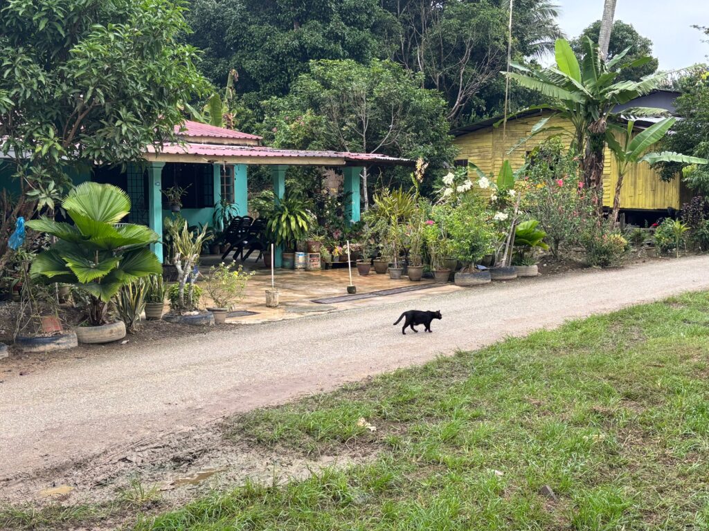 a cat walking on a gravel road