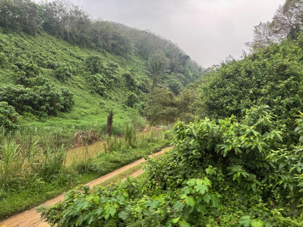 a dirt road through a forest