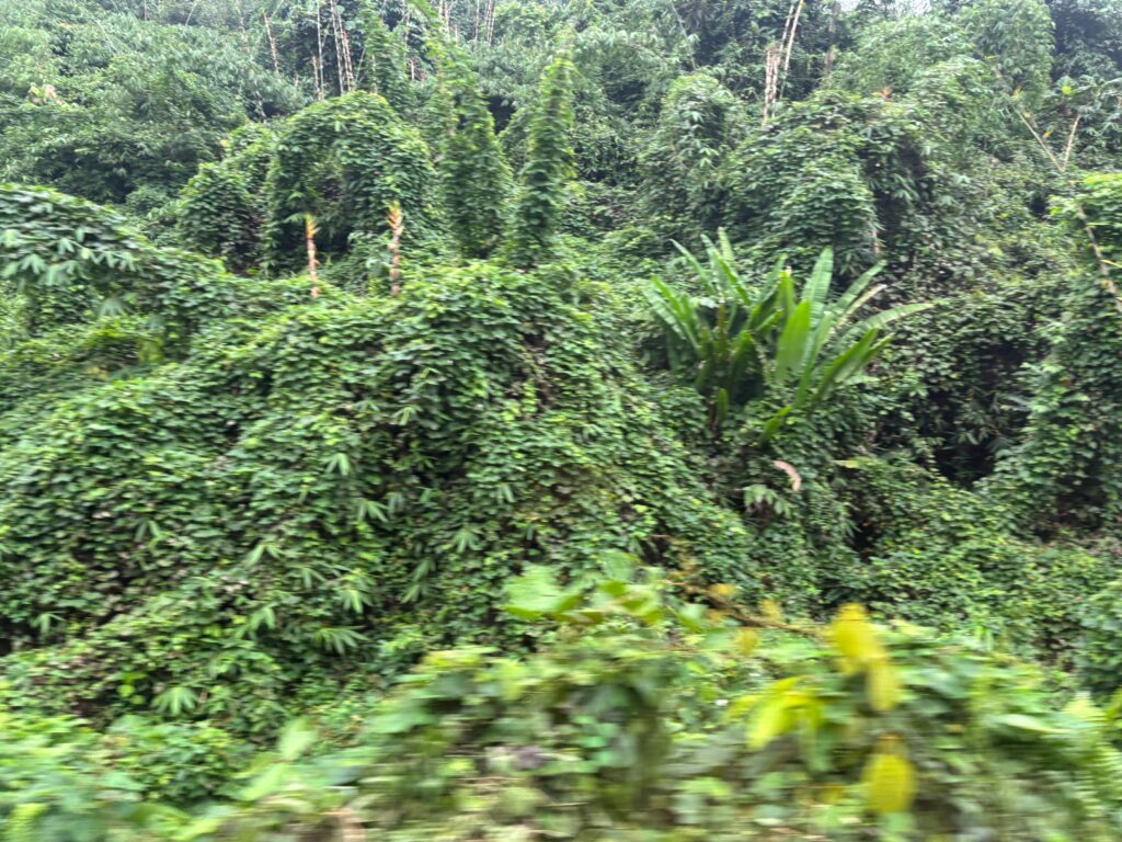 a green vegetation in a forest