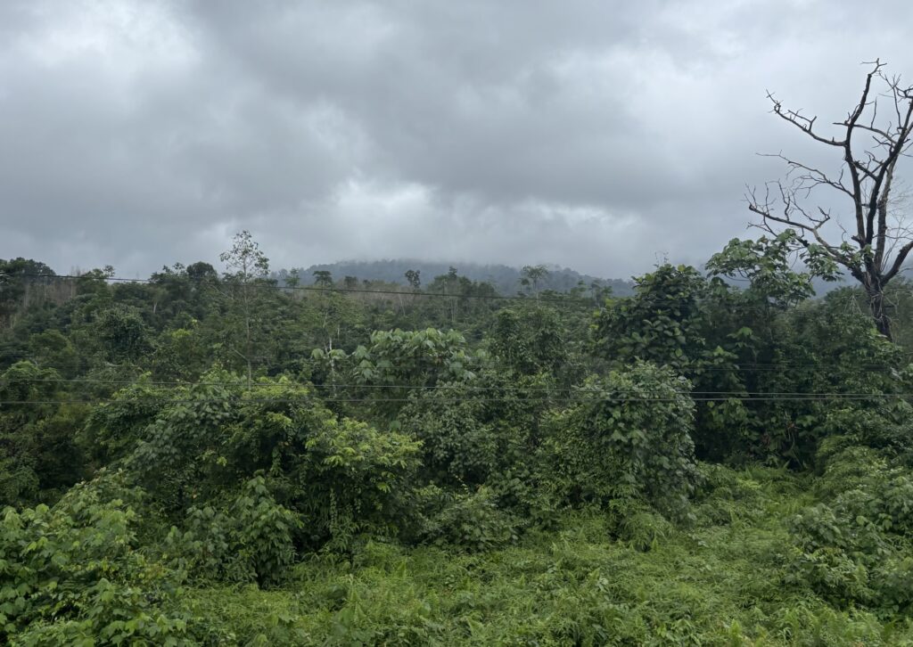 a green forest with power lines