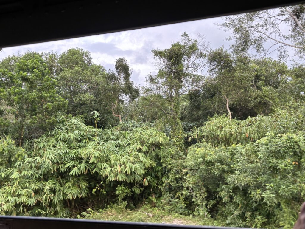 a view of a forest from a window