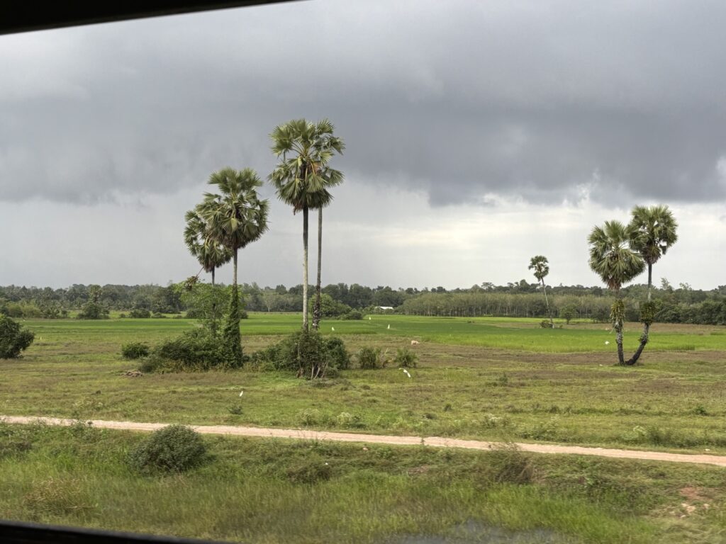 a field with palm trees and a dirt road