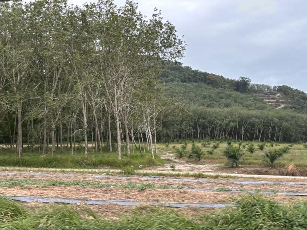 a field of trees and a hill