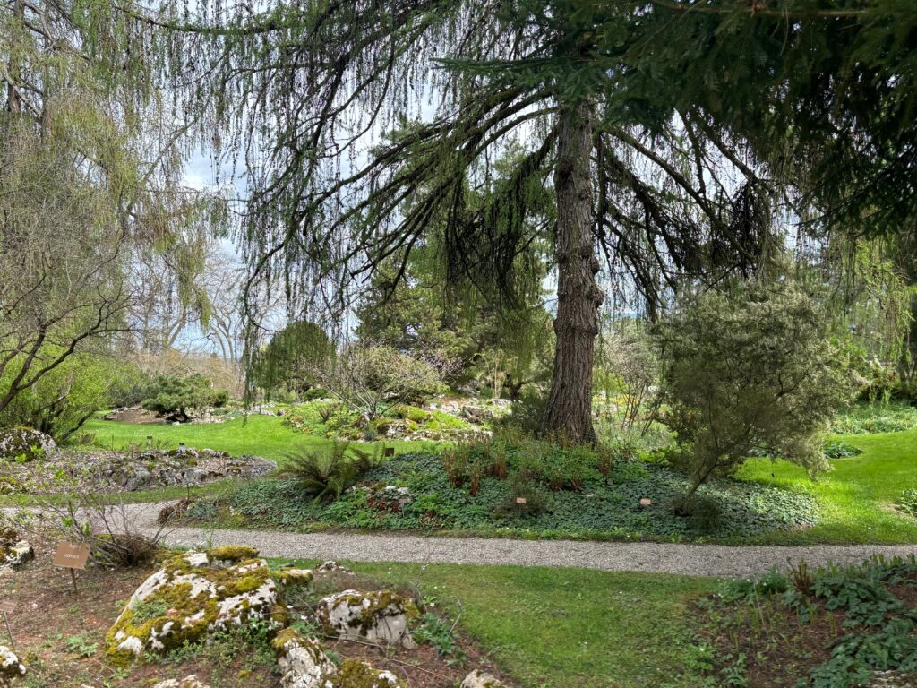 a tree in a park