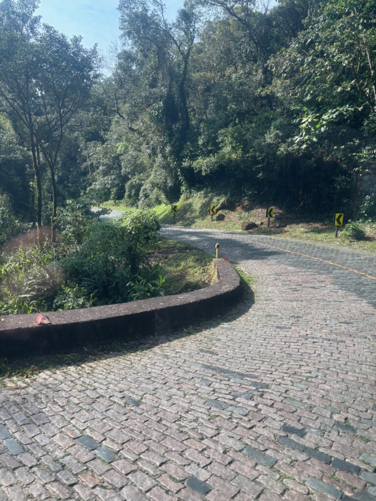 a road with trees and bushes