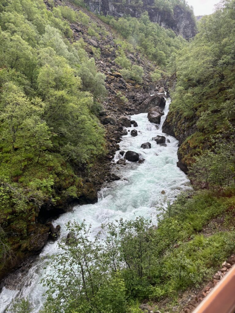 a river running through a forest