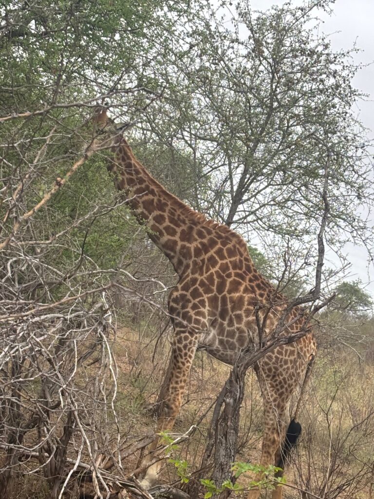 a giraffe eating from a tree