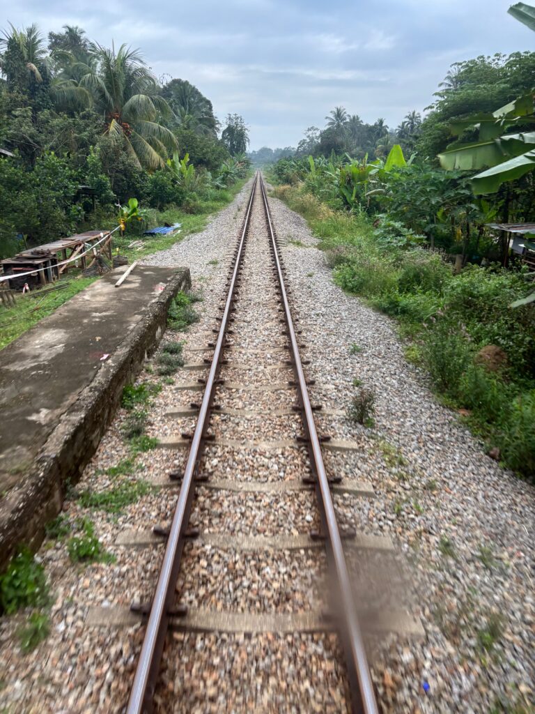 a train tracks in a forest