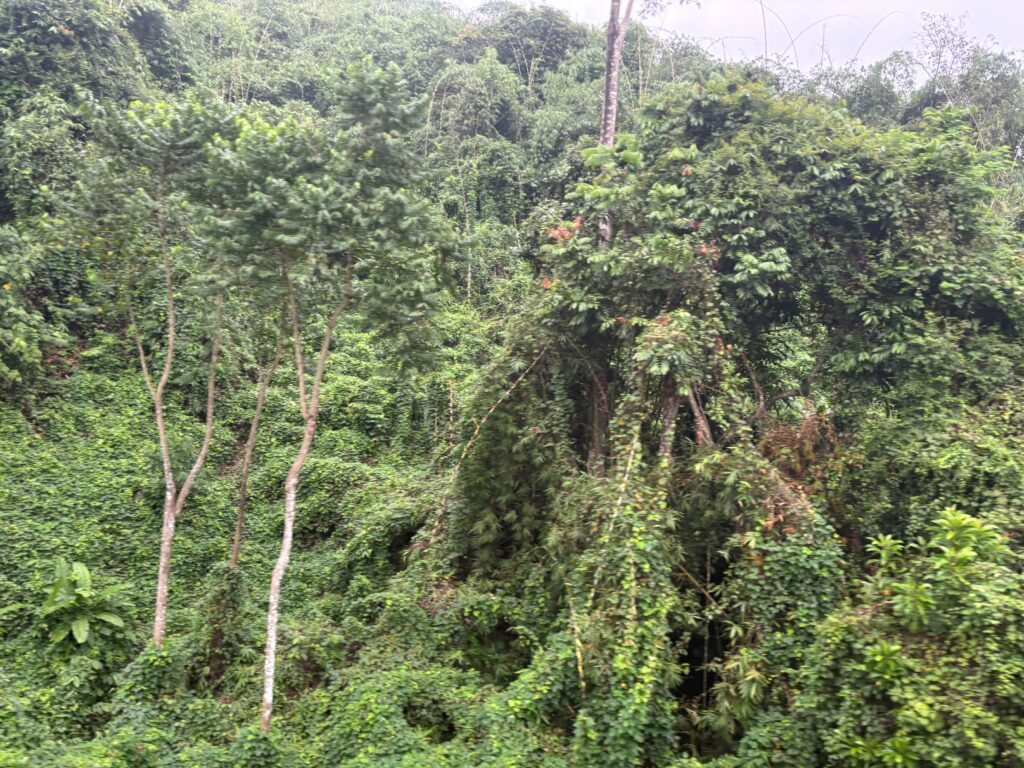 a group of trees with vines