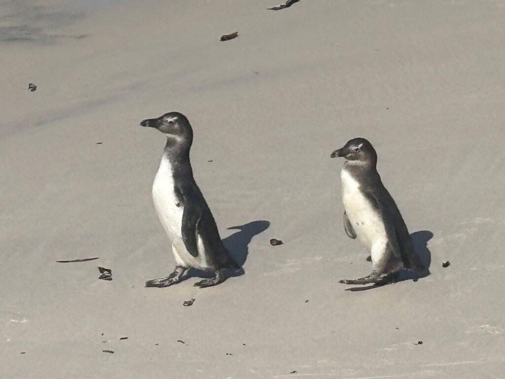 two penguins on a beach