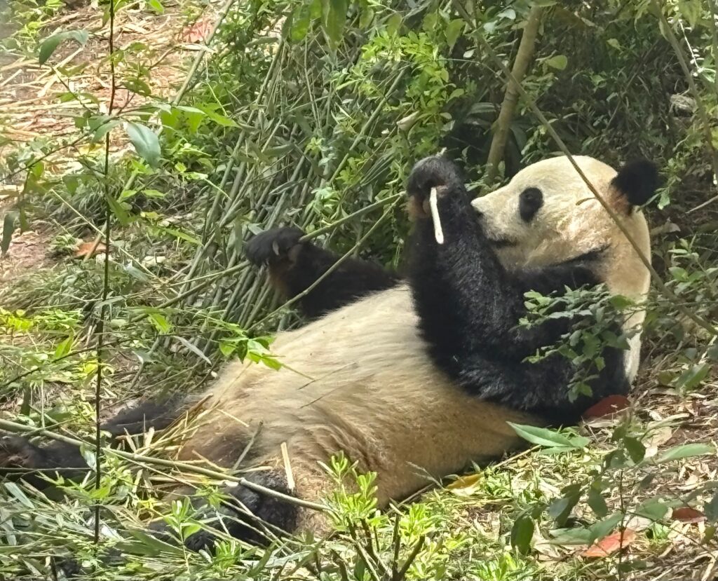 a panda lying on the ground eating bamboo
