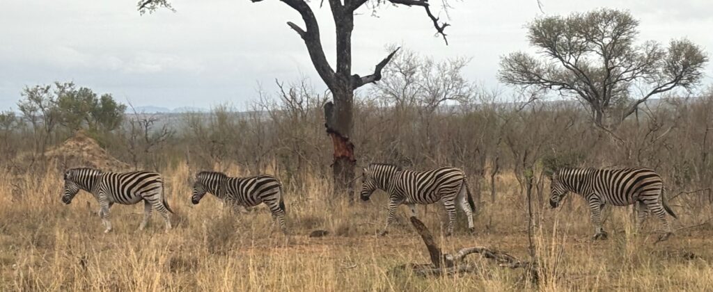 two zebras in a field