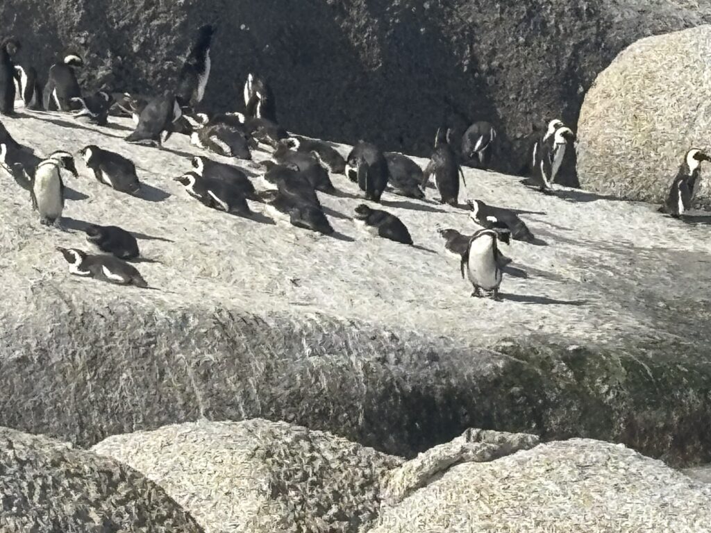 a group of penguins on a rock