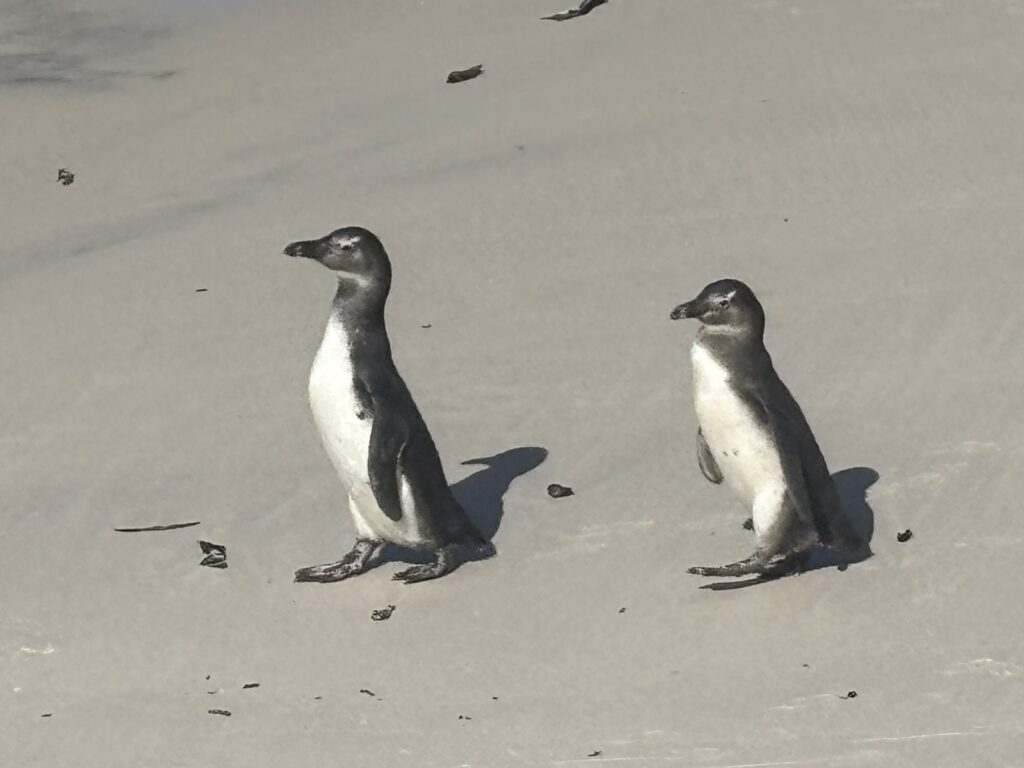 two penguins on a beach