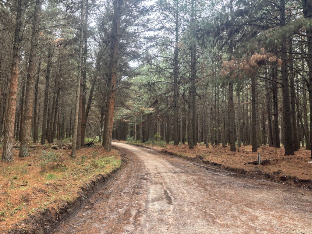 a dirt road through a forest