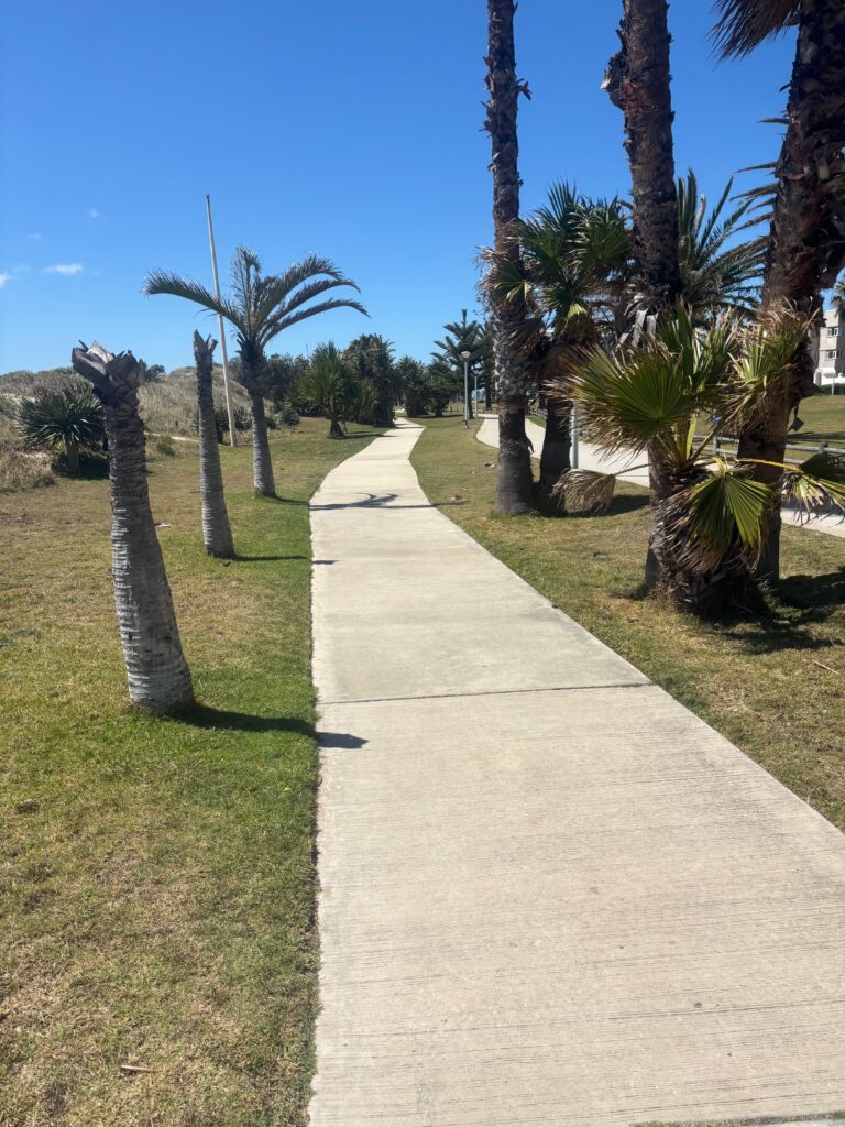 a walkway with palm trees and grass